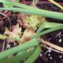 lettuce & onions