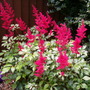 Astilbe, Red Sentinel