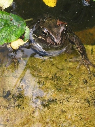 Pond frog