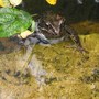 Frog_002