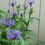 cornflower (Centaurea cyanus (Cornflower))