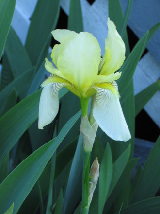 cream iris (Iris germanica (Orris))