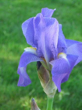 iris (Iris germanica (Orris))