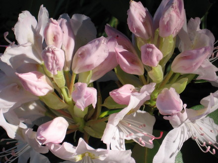 rhododendron (rhododendron)
