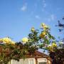 rose_on_arbor.jpg
