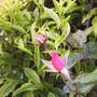 pink_rose_in_rose_bed.jpg