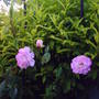 pinks_on_arbor.jpg
