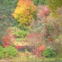 Louis__liquodamber_across_the_carpetgarden