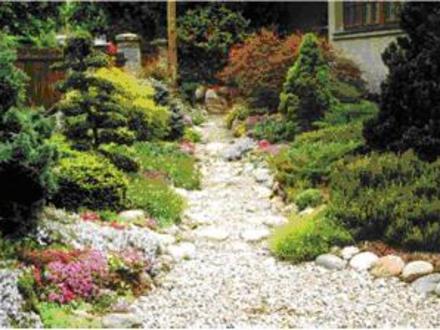 A garden flower photo