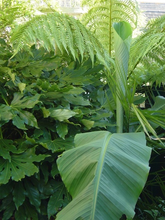 View of part of the southern hemisphere garden. (Musa basjoo (Japanese banana))