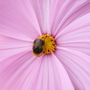 Cosmos1