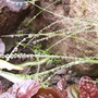 Raindrops1