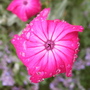 Lychnis coronaria in the rain (Lychnis coronaria (Rose campion))