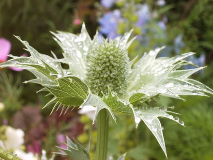 Eryngium giganteum (Miss Wilmot's Ghost) in the rain (Eryngium giganteum (Miss Willmott's ghost))
