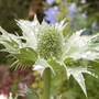 Eryngium giganteum (Miss Willmott's ghost)