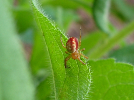 Spider