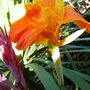 Garden_close_ups_august_2007