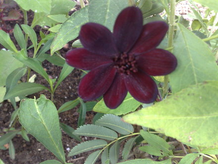 Chocolate Comos delicious (Cosmos atrosanguineus (Chocolate cosmos))