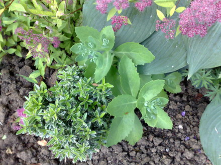 sedum (sedum)