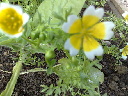 Poached Egg plant also delicious (Limnanthes douglasii (Poached egg plant))