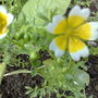 Poached Egg plant also delicious (Limnanthes douglasii (Poached egg plant))