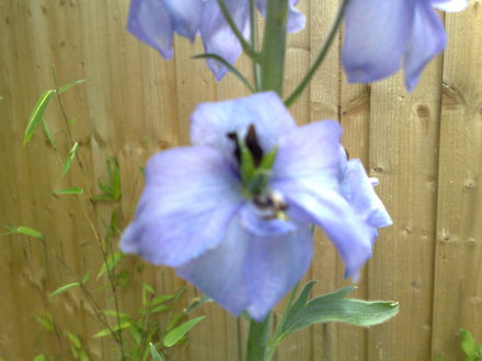 A garden flower photo (Delphinium elatum (Delphinium))