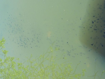 Tadpole 'swarm'