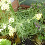 Frog_in_the_foliage
