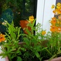 Nemesia strumosa