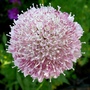Scabious summer berries completely open. (Centaurea scabiosa (Centauree Scabieuse))