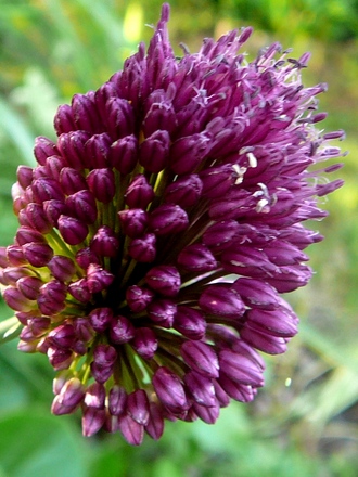 Purple Allium (Allium ostrowskianum)