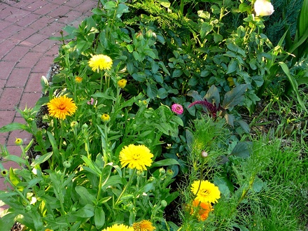 Marigolds and zinnias in back garden
