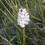 Orchid growing wild in Devon
