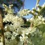 Filipendula ulmaria