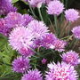 Chives in Flower