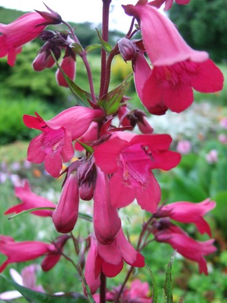Penstemon 'Garnet' (Penstemon 'Garnet')