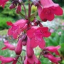 Penstemon__garnet_
