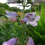 Mauve_penstemon