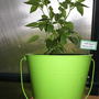 Dwarf chilli/chili/chile/pepper "Prairie Fire" (Capsicum annuum longum)