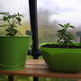  Chilli/Chili/Chile "Prairie Fire"