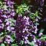 angelonia (Angelonia angustifolia)