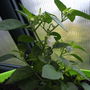 Chilli/Chili/Chile "Prairie Fire" in flower