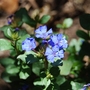 Ceratostigma plumbaginoides