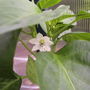 Bell/Sweet Pepper "Rainbow Mix", now in flower. (Capsicum annuum (Sweet pepper))