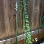 Ipomoea quamoclit