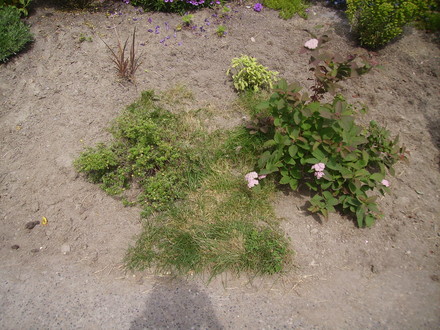 Yesterday - the last patch of grass