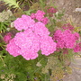 dark pink yarrow (achillea)