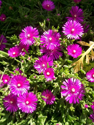 A garden flower photo (Delosperma cooperi)