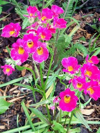 A garden flower photo (Nemesia strumosa (Nemesia))