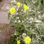 Brachyglottis compacta